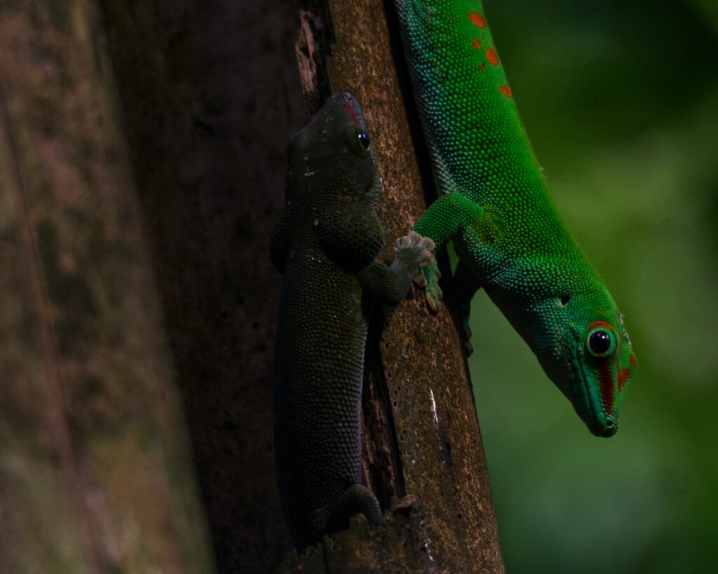 How the Size of Geckos Influences Their Behavior