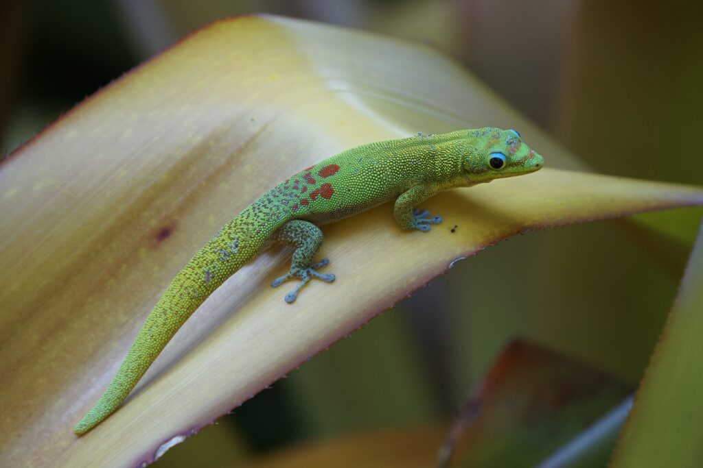 How the Size of Geckos Influences Their Behavior