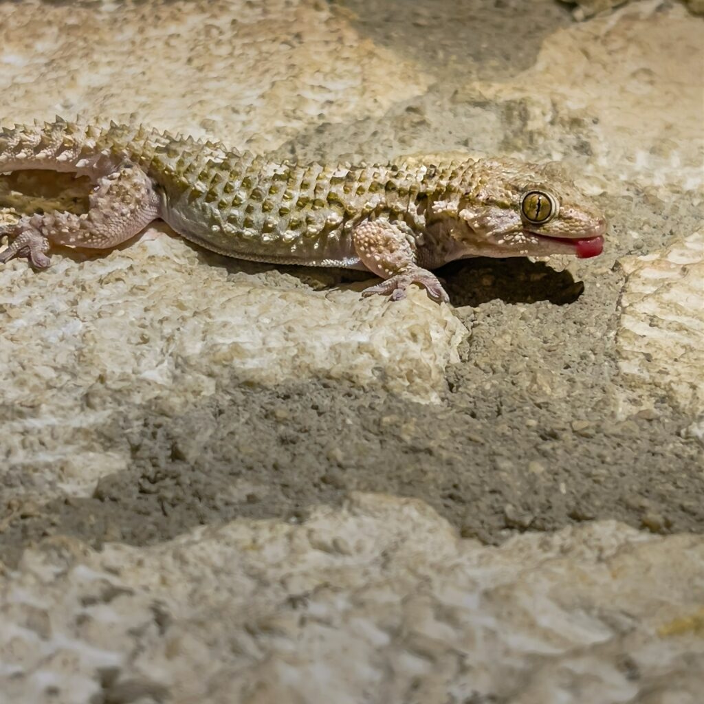 How the Size of Geckos Influences Their Behavior