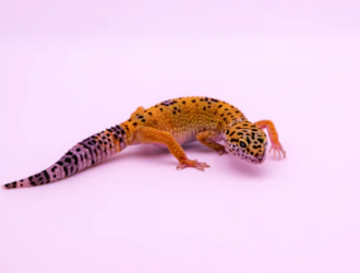 Best Diet For Leopard Geckos: Nutrition And Feeding Tips