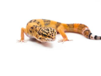 Leopard Gecko Health: Common Issues And How To Prevent Them