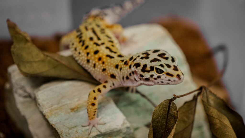 Leopard Gecko Vs Crested Gecko: Which Is The Better Pet For You?