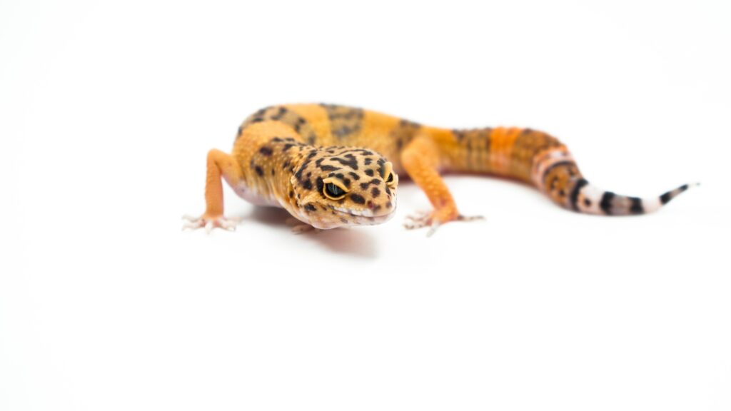 Leopard Gecko Vs Crested Gecko: Which Is The Better Pet For You?