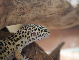 Leopard Gecko Care Sheet: The Ultimate Beginner's Guide