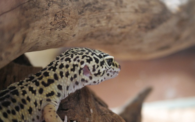 Understanding Leopard Gecko Behavior: What Your Pet Is Telling You