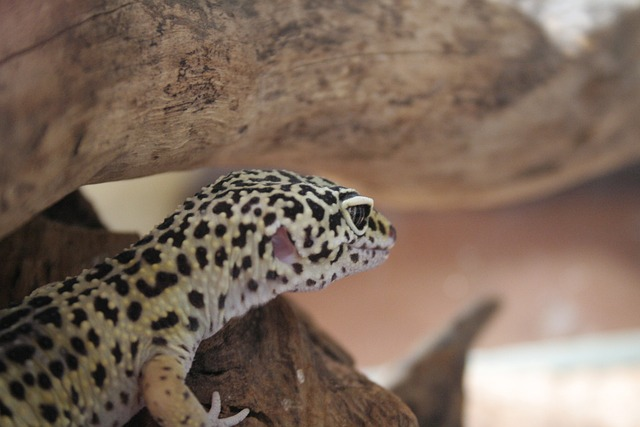 Understanding Leopard Gecko Behavior: What Your Pet Is Telling You