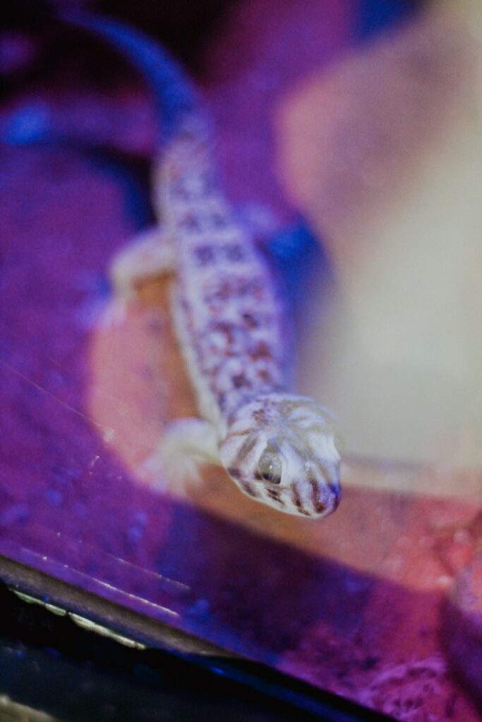 Rescue Geckos: The Process And Joy Of Adopting