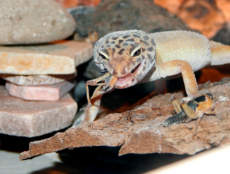 Boosting Gecko Immunity with Shedding Season Foods