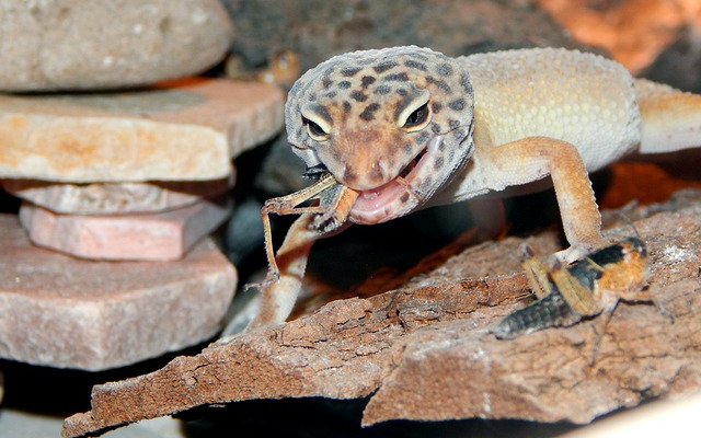 Boosting Gecko Immunity with Shedding Season Foods