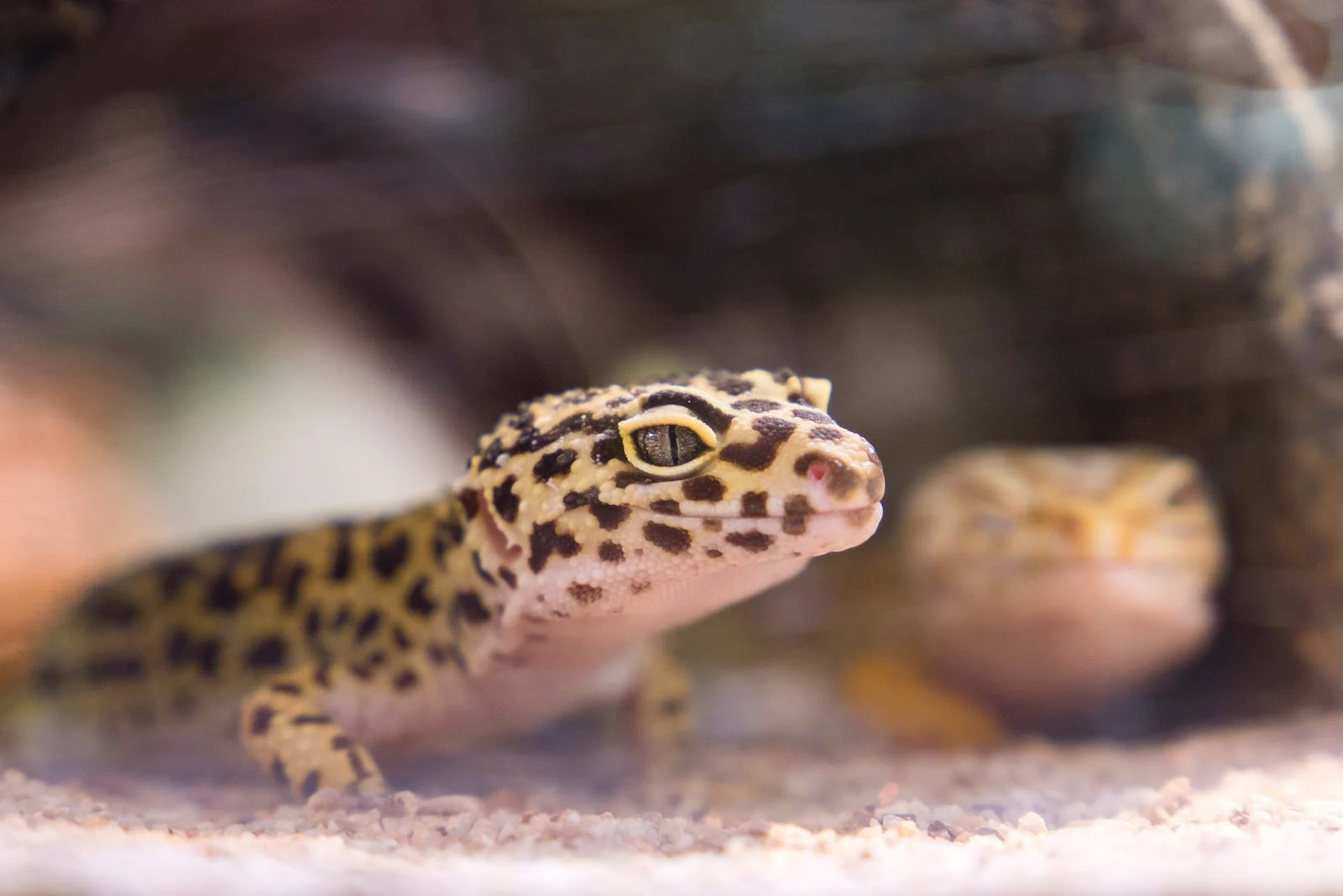 Leopard Gecko Shedding: What You Need To Know