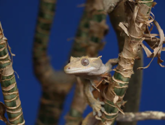 Exploring the Growth Patterns of Geckos: A Comprehensive Research