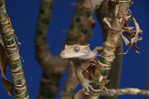 Exploring the Growth Patterns of Geckos: A Comprehensive Research