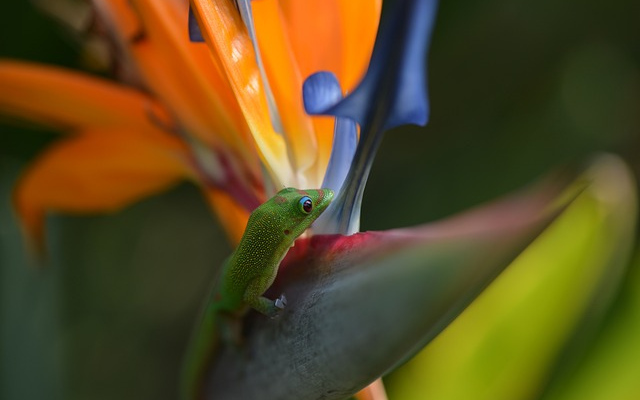 Understanding the Importance of Size for Gecko Health