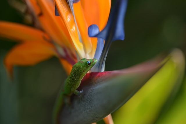 Understanding the Importance of Size for Gecko Health