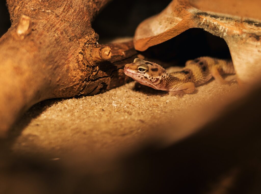 The Enigmatic African Fat-Tailed Gecko