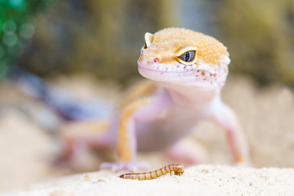 The World Of Geckos: A Statistical Overview