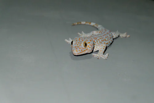 Tokay Geckos: The Loud And Beautiful Reptile