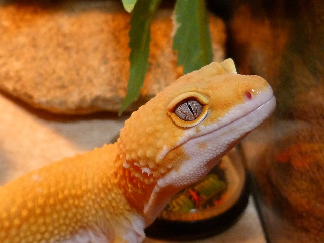 What Kind Of Veterinary Care Do Geckos Need?