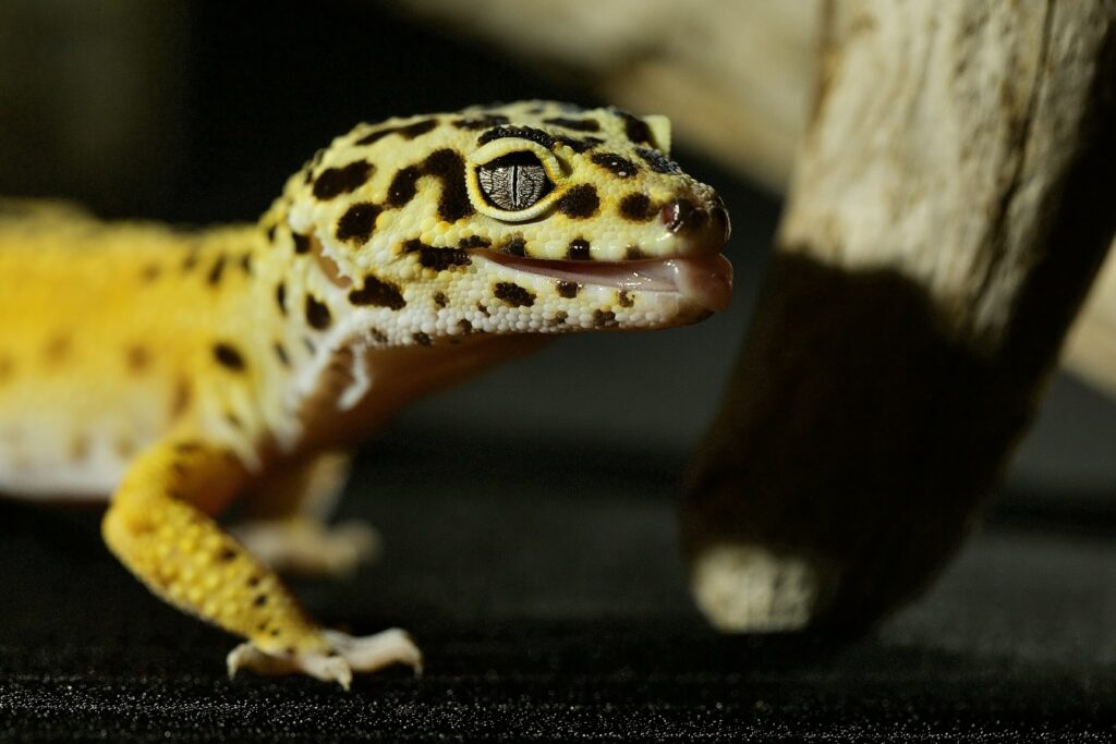 Profitable Gecko Breeding: Balancing Ethics With Business