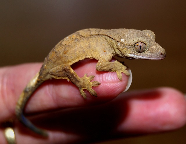 Can Geckos Be Trained Or Tamed?