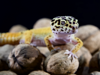 What Temperatures Are Ideal For A Leopard Gecko’s Habitat?