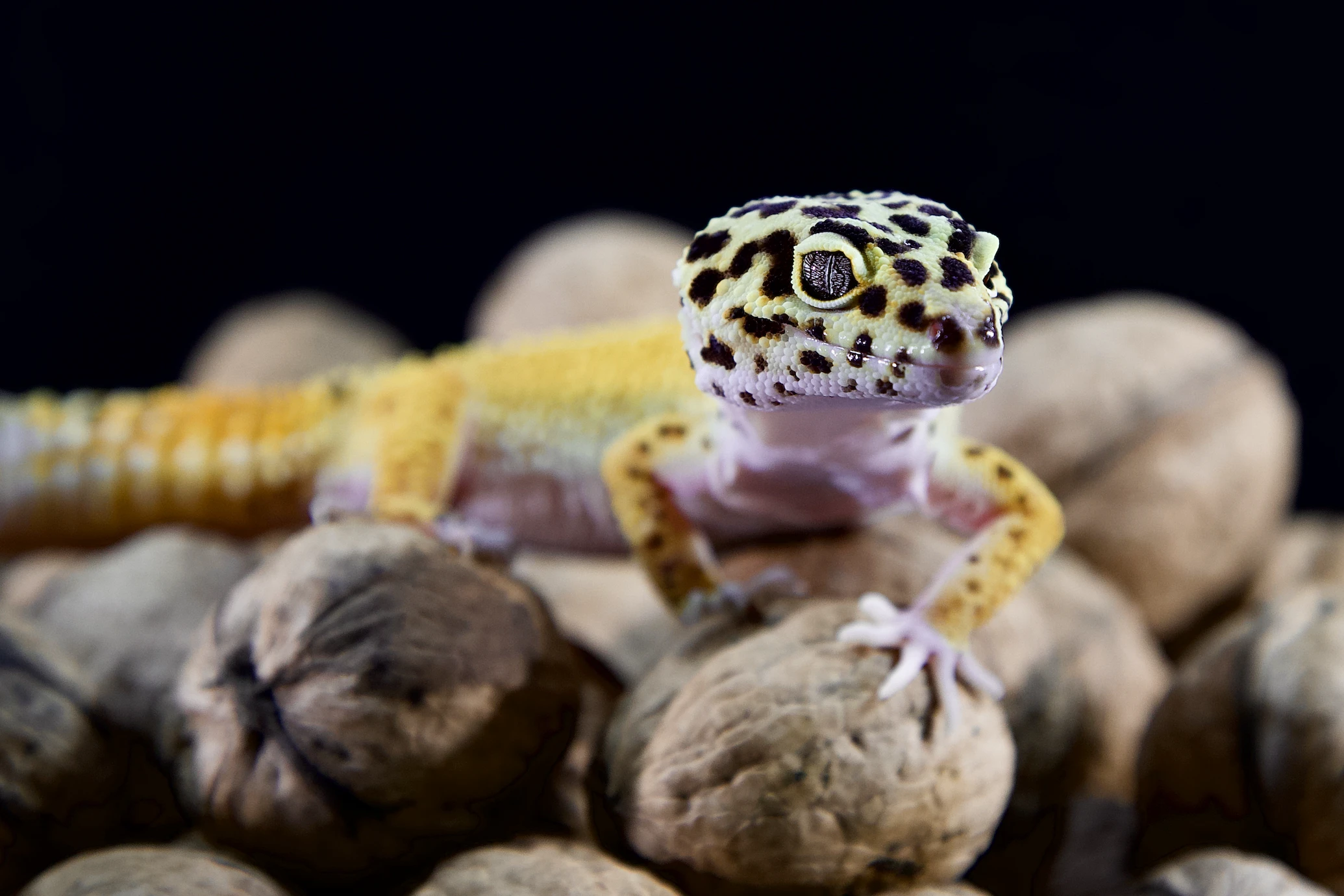 What Temperatures Are Ideal For A Leopard Gecko’s Habitat?