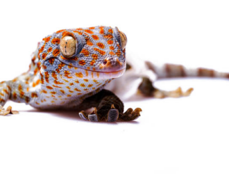 What Are The Breeding Habits Of Tokay Geckos?