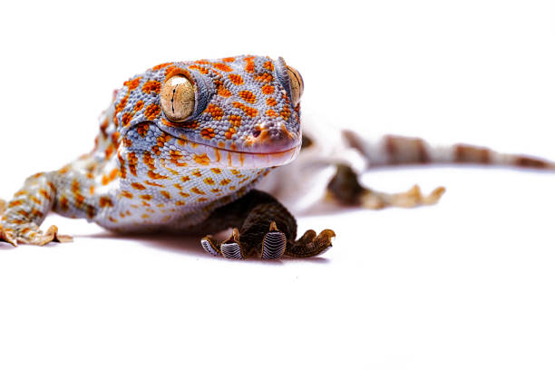 What Are The Breeding Habits Of Tokay Geckos?