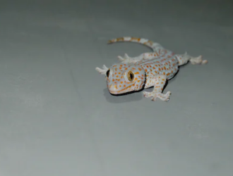 What Unique Care Requirements Do Tokay Geckos Have?