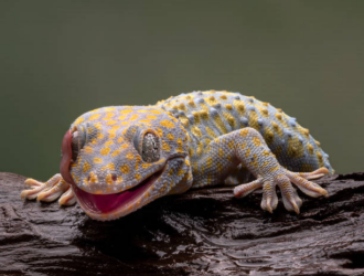 Why Are Tokay Geckos Known For Being Aggressive And How To Handle Them?