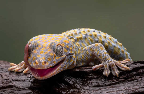 Why Are Tokay Geckos Known For Being Aggressive And How To Handle Them?