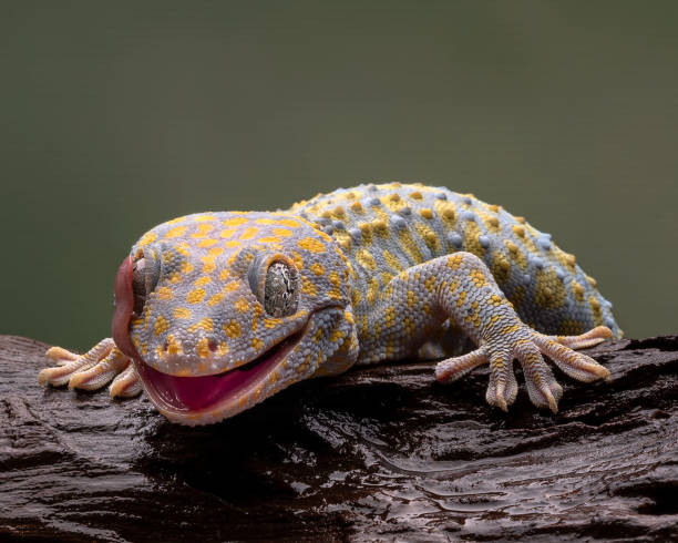 Why Are Tokay Geckos Known For Being Aggressive And How To Handle Them?