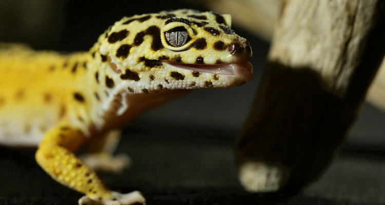 Do Leopard Geckos Need UVB Lighting?