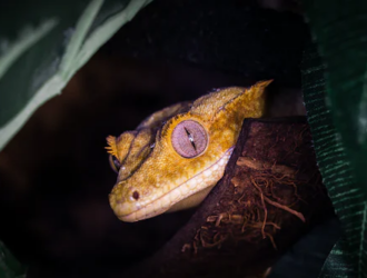 What Size Habitat Is Ideal For A Crested Gecko?