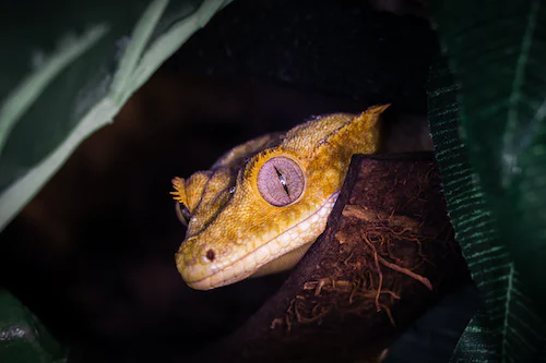 What Size Habitat Is Ideal For A Crested Gecko?