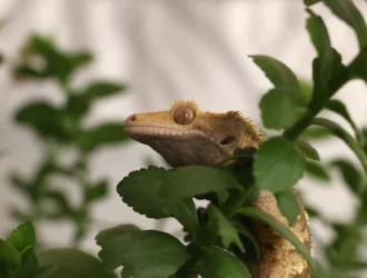 Is Hand Washing Necessary After Touching A Crested Gecko?