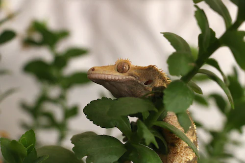 Is Hand Washing Necessary After Touching A Crested Gecko?